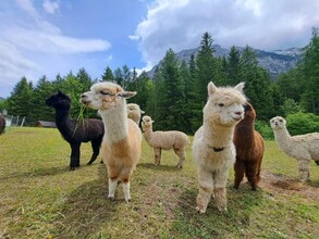 Grimming-Alpakas im Sommer, Tauplitz | © Familie Müller