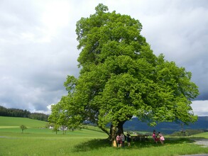 Gschaider Sattel_Linde_Oststeiermark | © Franz Grabenhofer