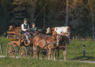 HaflingerhofBerr-Kutschenfahrt1-Murtal-Steiermark | © Markus Beren