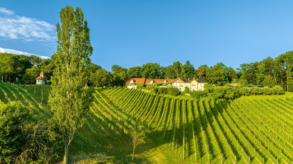 Weingärten in der Sonne | © Rosenbergl/Kirwasser