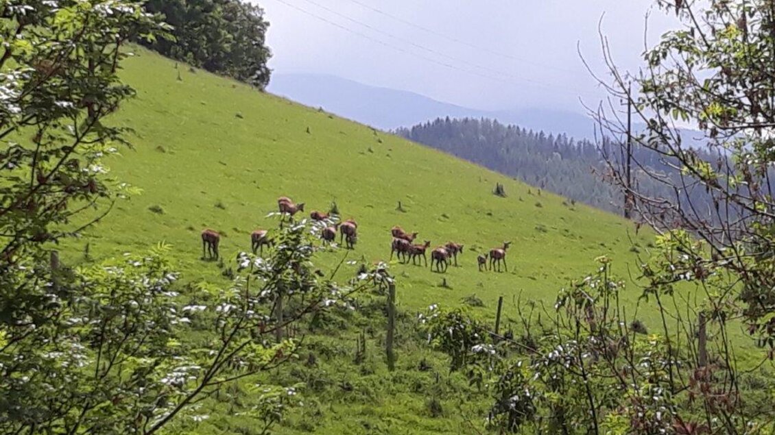 Hirschgehege Hauser - Impressionen #2.2