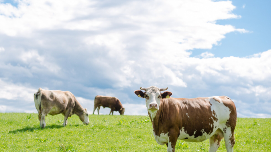 Bauernhof König | © Bauernhof König-Familie König