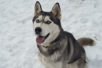 HuskyHaberl-Husky-Murtal-Steiermark | © Husky Haberl