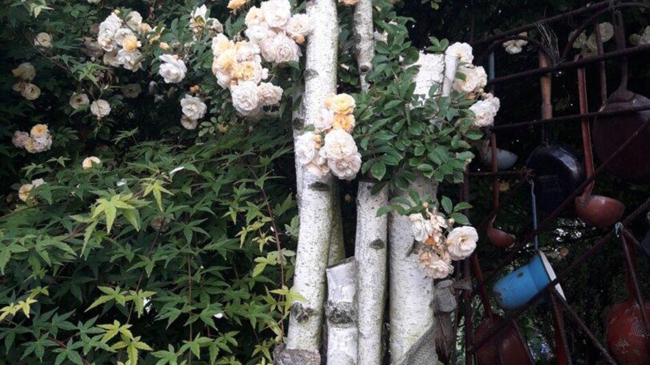 Kletterrosen in voller Blüte | © Maria Raab