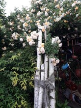 Kletterrosen in voller Blüte | © Maria Raab