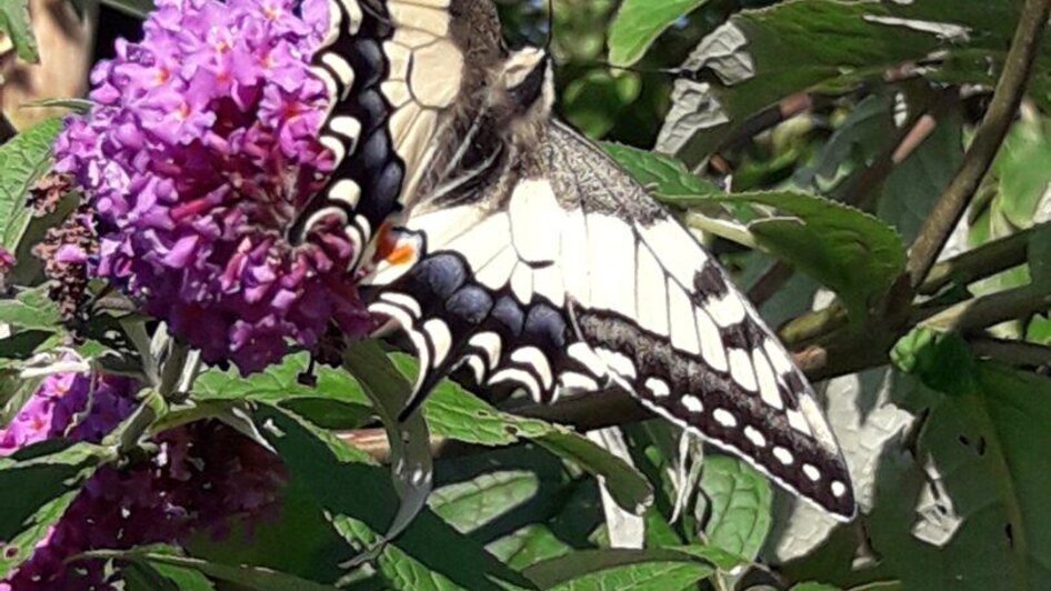 Schmetterlinge im Ideengarten | © Maria Raab