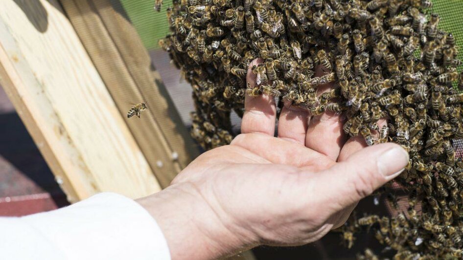 Imkerei Könighofer_Bienen_Oststeiermark | © Imkerei Könighofer