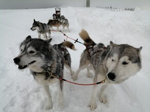 Schlittenhunde | © Harald Tauderer