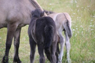 Island horses | © Nadja Desput