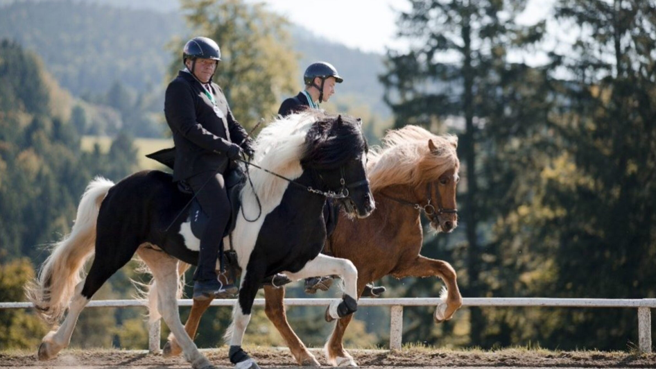 Islandpferdehof Piet Hoyos | © Piet Hoyos-Fiona Tatschl