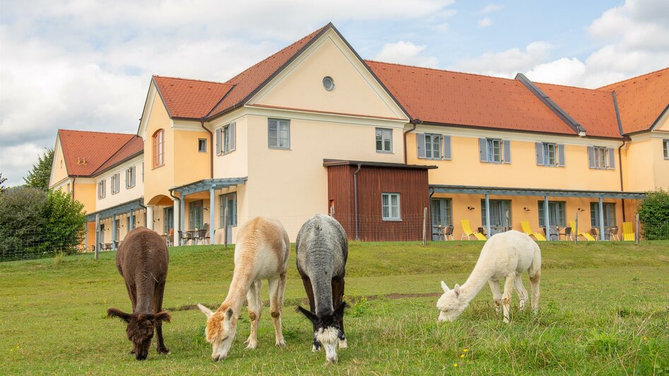 JUFA Pöllau_Hausansicht m. Alpakas_Oststeiermark | © JUFA Pöllau