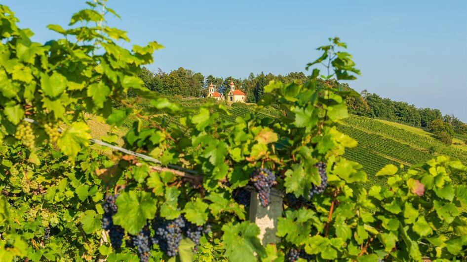 Käfer Südhang Weingut_Ausblick_Oststeiermark | © Käfer Südhang Weingut