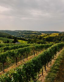 Perfekte Lage | © Weingut Kleinschuster | Weingut Kleinschuster | © Weingut Kleinschuster