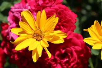 Blumen | © TVB Ausseerland-Salzkammergut Viola Lechner