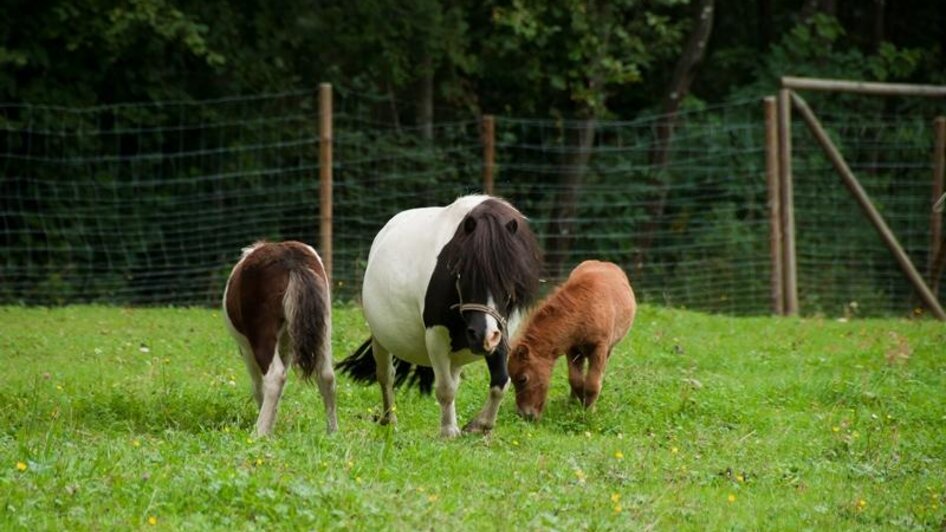 LeibmingerHütte-Pony-Murtal-Steiermark | © Hirtler