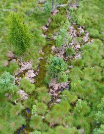 Luftaufnahme Moor | © TVB Bad Waltersdorf | © TVB Bad Waltersdorf