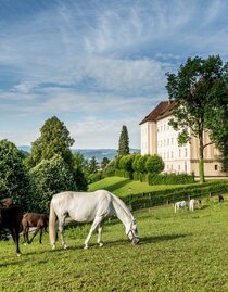 Lipizzanergestüt Piber | © Lipizzanerheimat-Die Abbilderei | © Lipizzanerheimat-Die Abbilderei