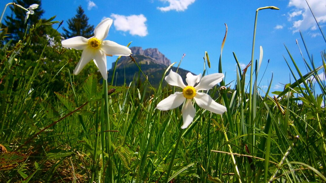 Zwei weiße Blumen wachsen in einem grünen Feld. Im Hintergrund sind Berge und ein blauer Himmel zu sehen. | © Loser Bergbahnen/M. Raich