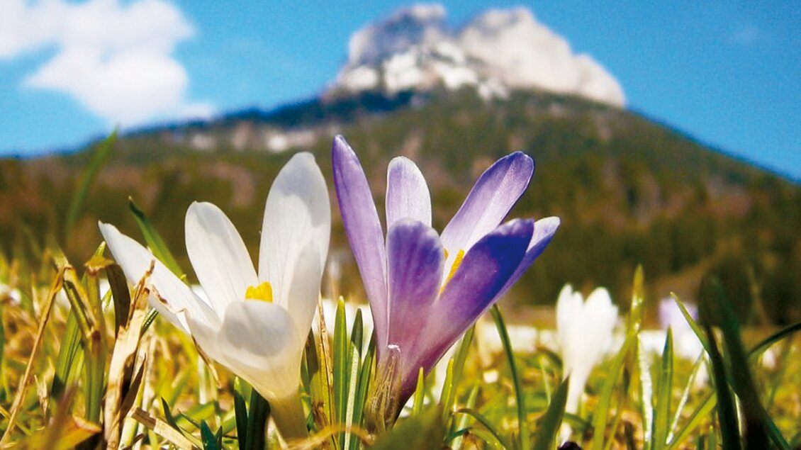 Bunte Blumen in Wiese mit einem Berg im Hintergrund. Ein klarer blauer Himmel sorgt für eine schöne Aussicht. | © Loser Bergbahnen/M. Raich