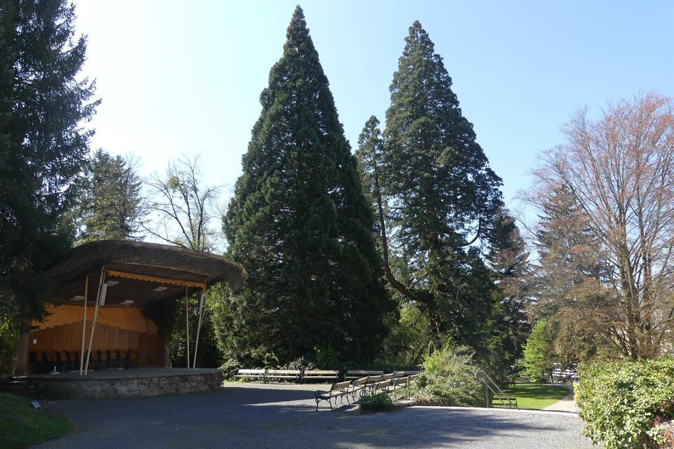 Giant sequoia Wellingtonia in Bad Gleichenberg - Impression #1 | © Thermen- & Vulkanland