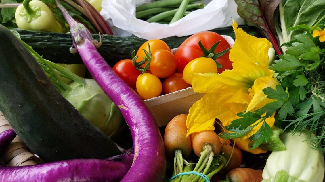 Ein Korb voller frischer Gemüse, darunter Auberginen, Tomaten und grüne Bohnen. Bunte Farben und vielfältige Sorten verleihen der Szene eine einladende Atmosphäre. | © Villmannsdorfgarten