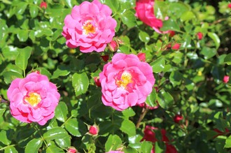 Symbolfoto_Rosen | © TVB Ausseerland - Salzkammergut_Viola Lechner