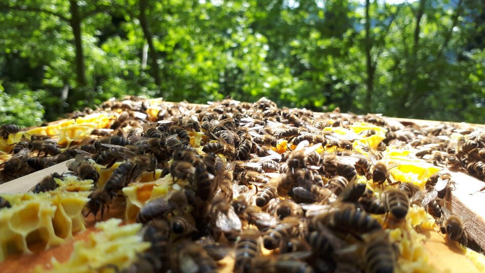 Bienenhof Moder Bienen | © Murtaler Bienenhof