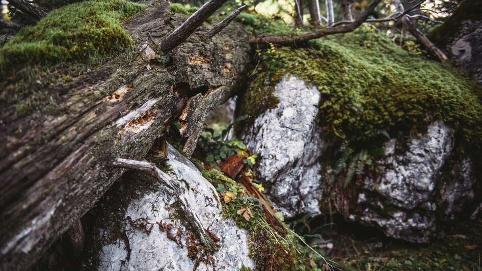 Die wilden Wälder des Nationalparks Gesäuse | © Stefan Leitner