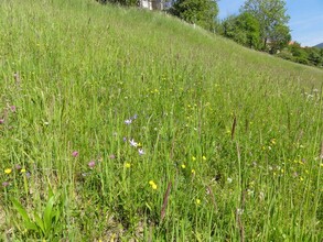 Nature jewel_Meadow landscape_Eastern Styria | © Naturjuwel Pöllauberg