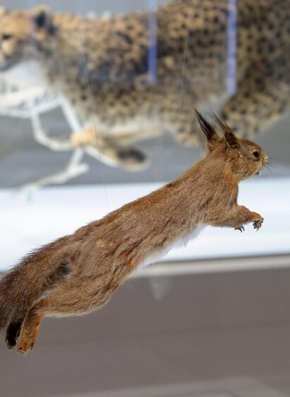Präpariertes Eichhörnchen im Naturkundemuseum Graz | © UMJ-N. Lackner