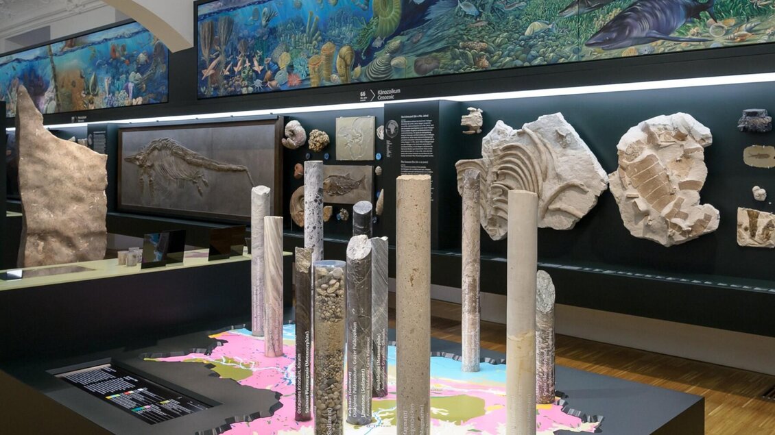 Fossilien-Ausstellung im Naturkundemuseum Graz | © UMJ-N. Lackner