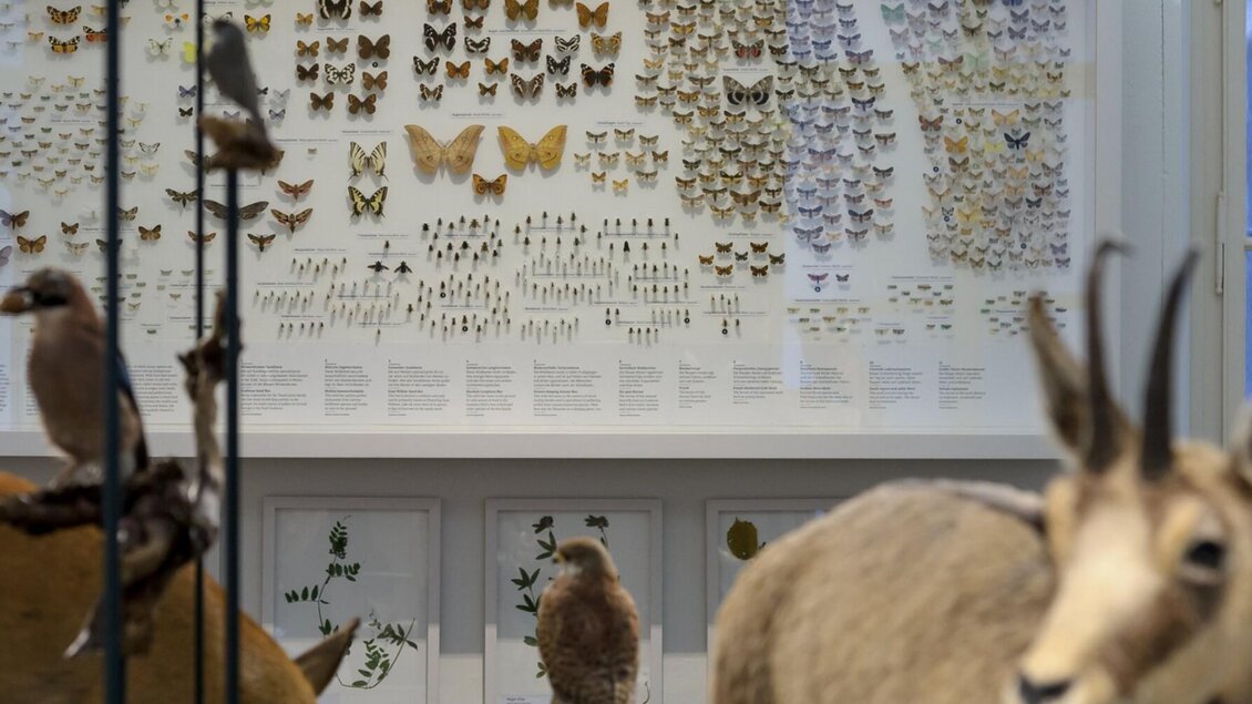 Tier- und Insektensammlung im Naturkundemuseum Gra | © UMJ-N. Lackner