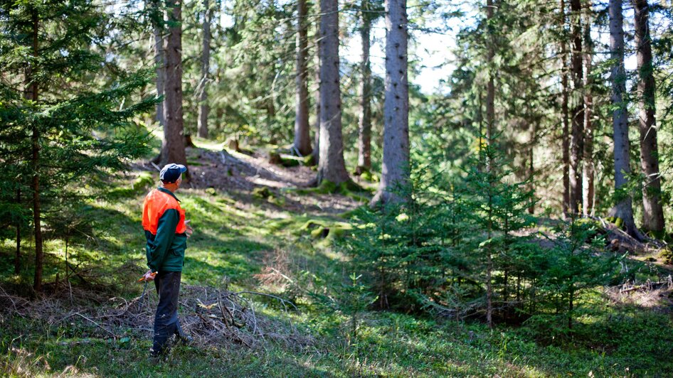 Wald Natur | © Holzwelt Murau