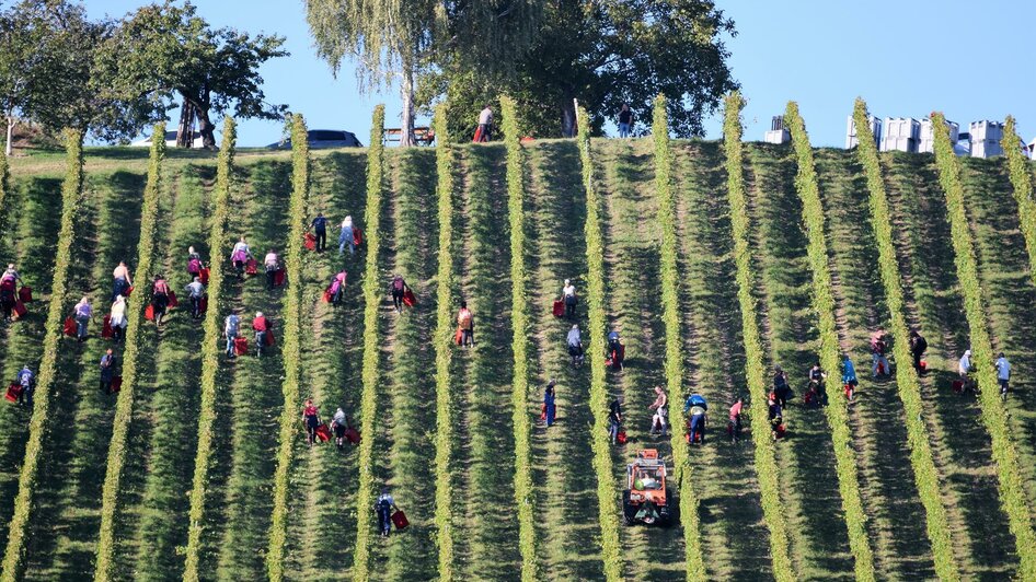 Weinlese bei Biowinzer Otto Knaus | © Otto Knaus