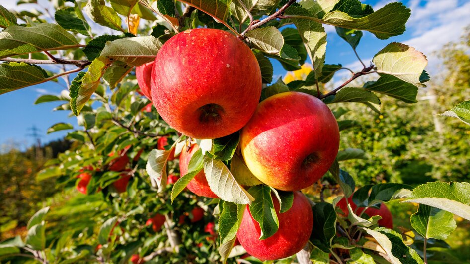 Obst und Weinbau Grillbauer_Rote Äpfel | © TV Region Graz-Harry Schiffer