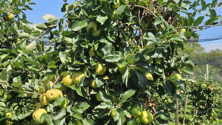 Obst- und Weinbau Grillbauer - Impression #2.1