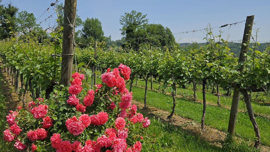 Obst- und Weinbau Grillbauer - Impression #2.3