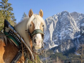 Thomas Raich, Altaussee, Horse | © Thomas Raich