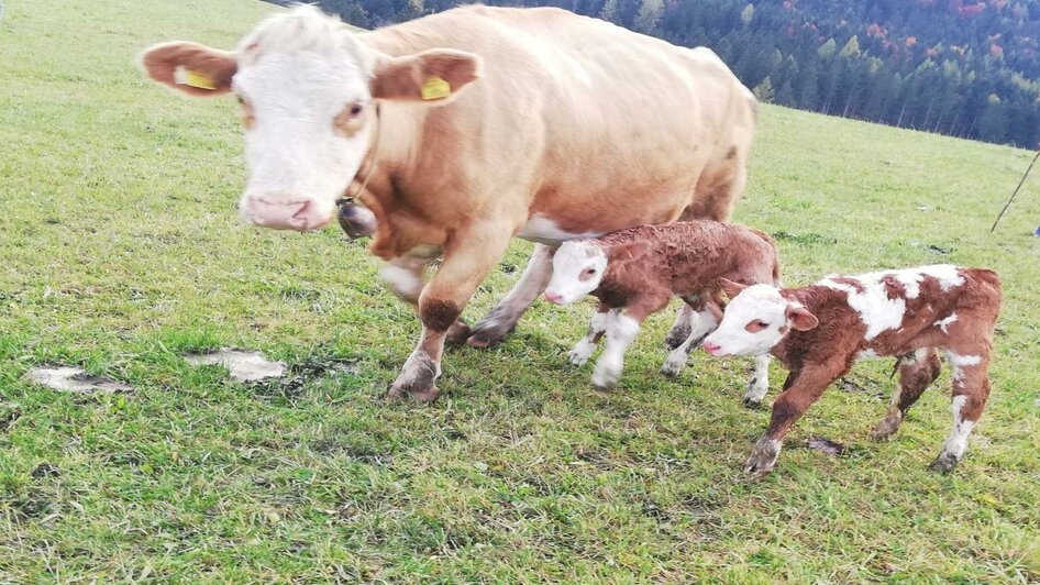 Geburt am Feld | © Pichler Gertraud