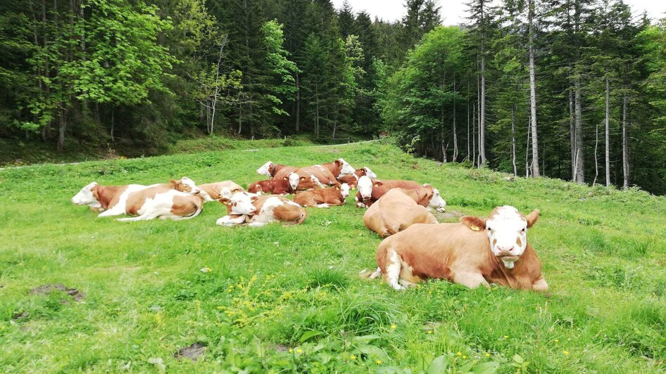 Niederalm Blaa-Alm | © Pichler Gertraud