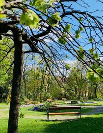 Stadtpark_Baumsicht_Oststeiermark | © Stadtgemeinde Gleisdorf_Tourismusverband Oststeiermark | © Stadtgemeinde Gleisdorf_Tourismusverband Oststeiermark