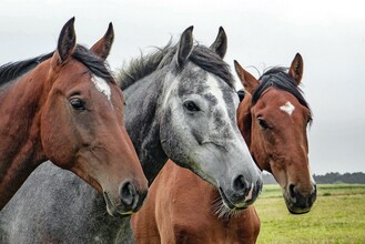 ReitclubKaltenegger-Pferde-Murtal-Steiermark | © Pixabay