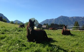 Reiterbauernhof Schartner, Altaussee, Pferd | © Reiterbauernhof Schartner