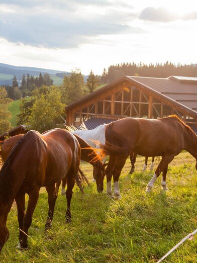rider´s paradise Ponyhof_horses_Eastern Styria | © Der Ponyhof Familienhotel und Reiterparadies | © Der Ponyhof Familienhotel und Reiterparadies