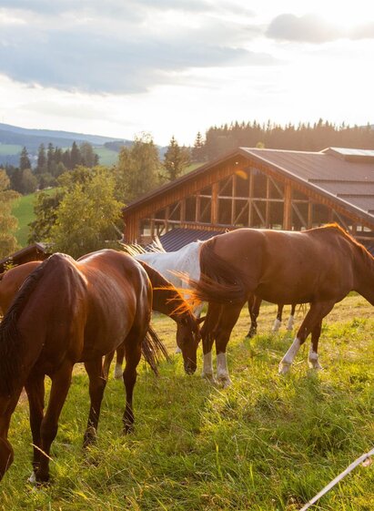 rider´s paradise Ponyhof_horses_Eastern Styria | © Der Ponyhof Familienhotel und Reiterparadies