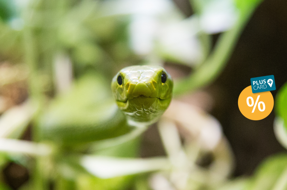 Happ Reptile Zoo  - Impression #1 | © Pixelpoint Multimedia - Wolfgang Handler
