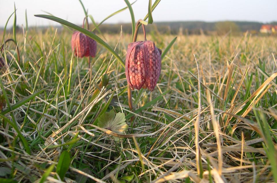 Chess flower- in the nature reserve Großsteinbach - Impression #1 | © Josef Kaufmann