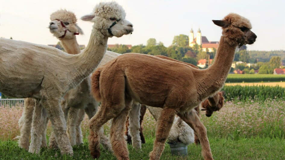 Alpakas mit Sicht auf Schloss Stainz | © Strohmeier