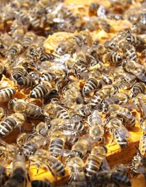 Lanz-Honigbienen-Murtal-Steiermark | Pixabay | © Pixabay