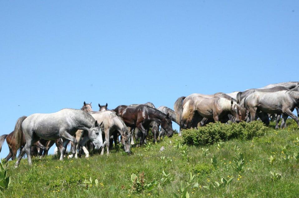 Sommerweiden Stubalm - Impression #1 | © SHS-LipizzanergestütPiberGöR-G. Boiselle